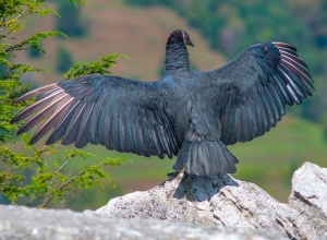 Black Vulture-9528