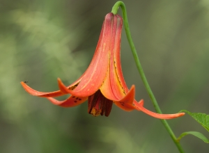 Canada Lily-2