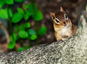 Eastern Chipmunk