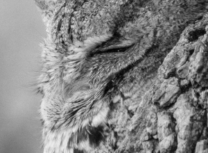 Screech Owl-8471