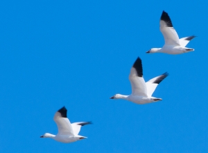 Snow Geese-0910